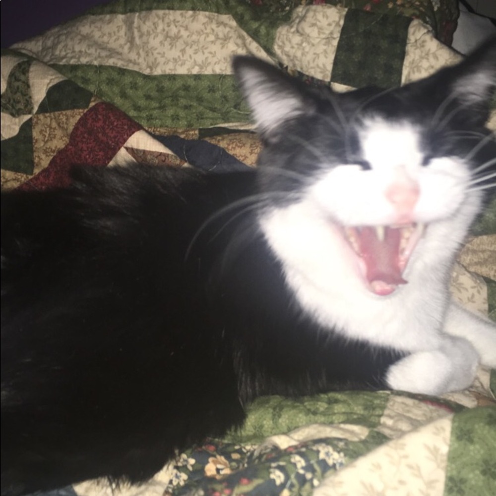 Meet your Posher, Julie